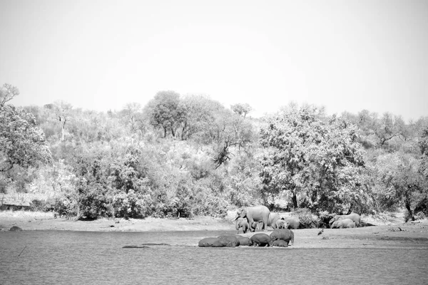 在南非野生动物河马 — 图库照片