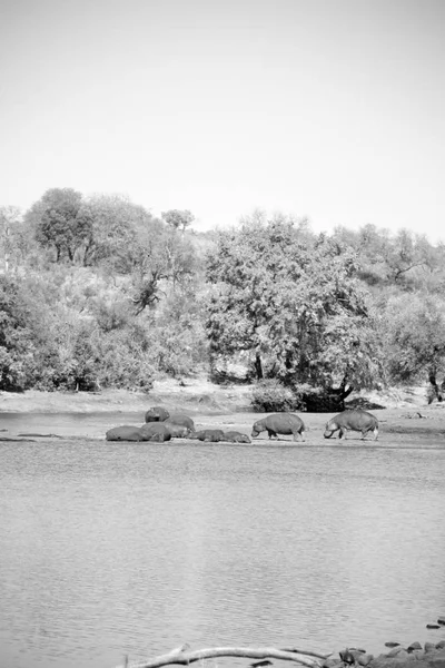 In south africa     wildlife       hippopotamus — Stock Photo, Image