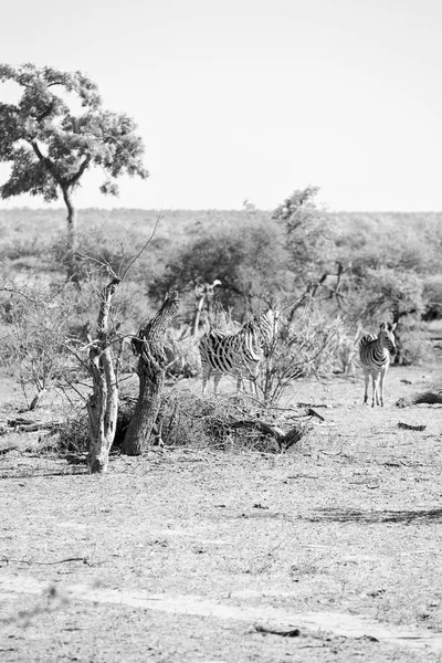 In Sud Africa fauna selvatica zebra — Foto Stock
