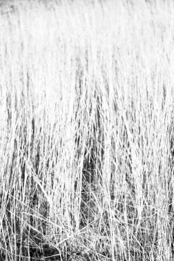 soyut çimenler gibi arka plan bulanıklık  