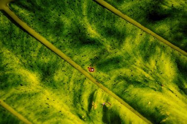 arka ışık ve bir yaprak 