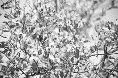 bitki ve ağaç Milli Parkı içinde 