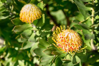 Güney Afrika'da yakın çekim kırmızı turuncu kaktüs flowe