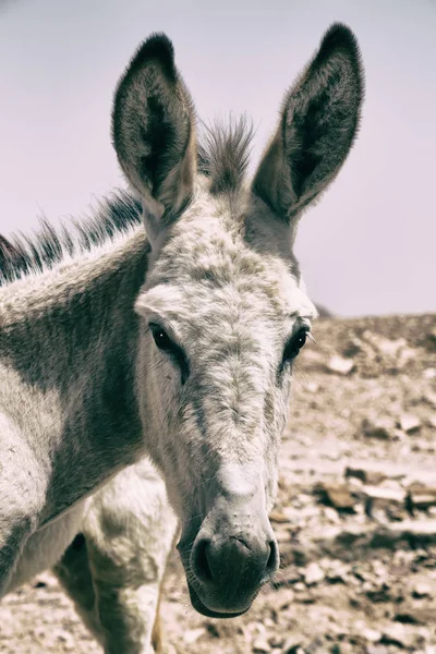 Un burro esperando al turista cerca de la montaña — Foto de Stock