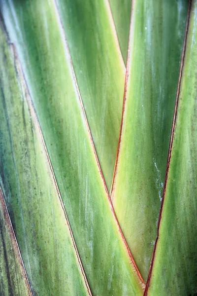 Arrière d'une feuille et la lumière — Photo