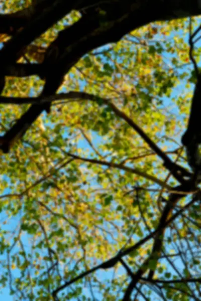 플랜트 및 국립 공원에 있는 나무 — 스톡 사진