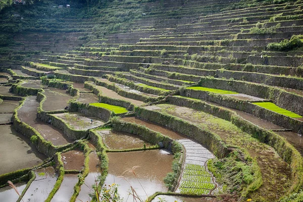 쌀의 coultivation에 대 한 테라스 분야 — 스톡 사진