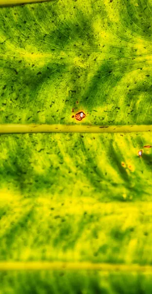 Posteriore di una foglia e la luce — Foto Stock