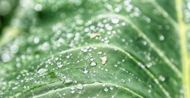 bir yaprak yağmur sonra bazı damla 