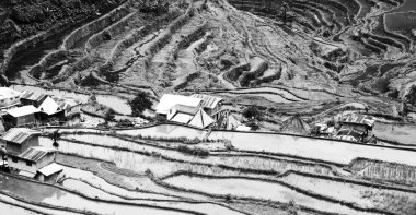   coultivation pirinç Teras alanı   