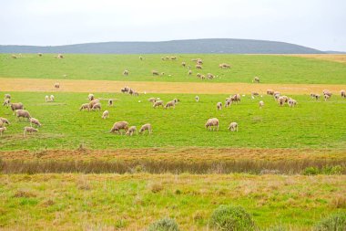  Güney Afrika'da bitki toprak bush ve koyun