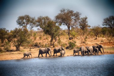  Güney Afrika yaban hayatı fil