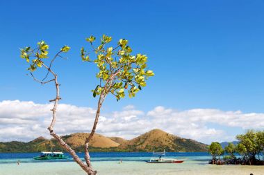 güzel ada cosatline ve ağaç  