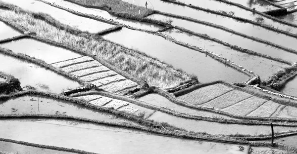 Campo de terraza para el coultivation de arroz — Foto de Stock