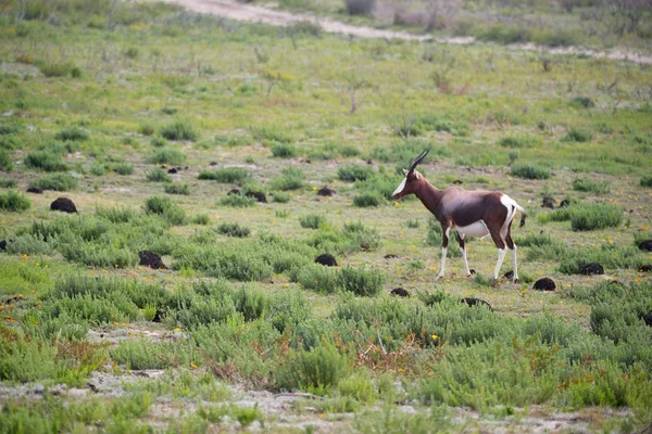 En Afrique du Sud impala faunique — Photo