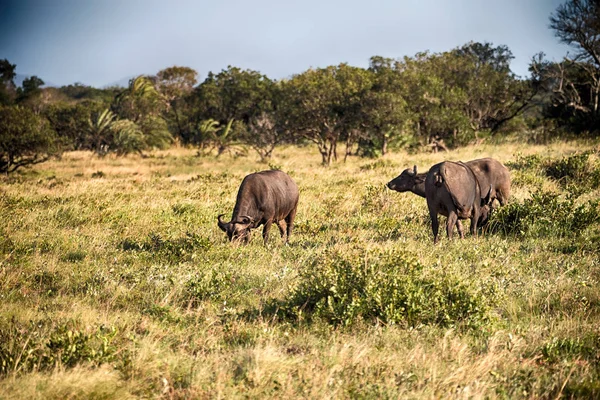 I Sydafrika wildlife buffalo — Stockfoto