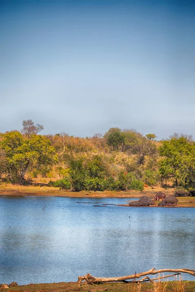 В Южной Африке дикая природа гиппопотама — стоковое фото