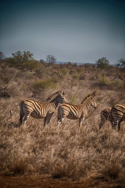 En Afrique du Sud faune zèbre — Photo