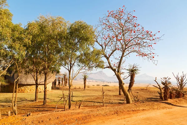 Na reserva natural de vida selvagem da Suazilândia — Fotografia de Stock