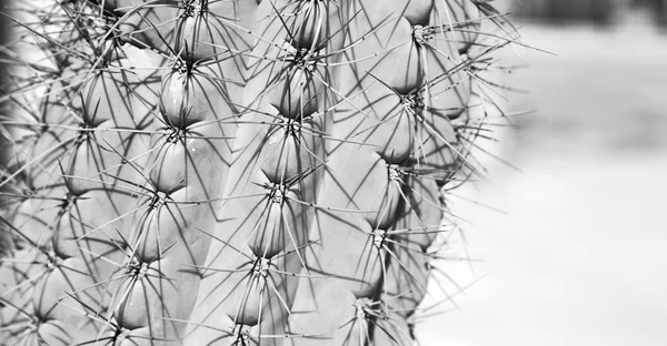Abstracte blad van cactus plant en licht — Stockfoto