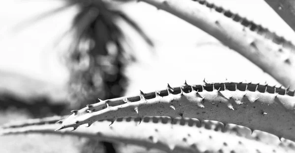 Abstracte blad van cactus plant en licht — Stockfoto