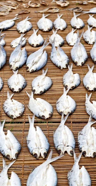 Veel vis gezouten en drogen van de voorbereiding op de markt — Stockfoto