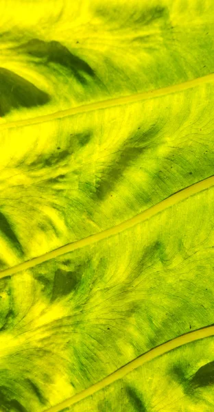 La parte trasera de una hoja y la luz —  Fotos de Stock