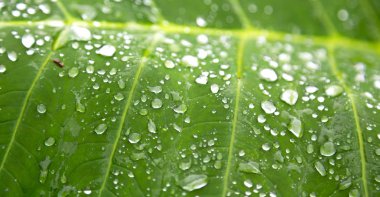 bir yaprak yağmur sonra bazı damla 