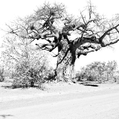    Güney Afrika ev ve baobab  