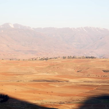   Güney Afrika'da kara çalı ve ağaç 