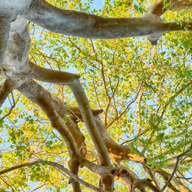 bitki ve ağaç Milli Parkı içinde 