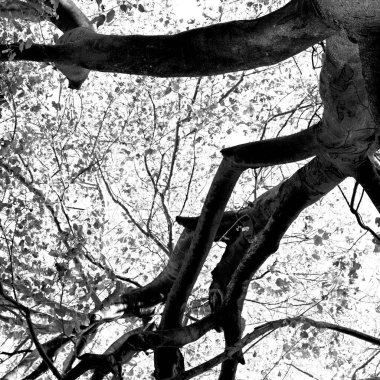 bitki ve ağaç Milli Parkı içinde 