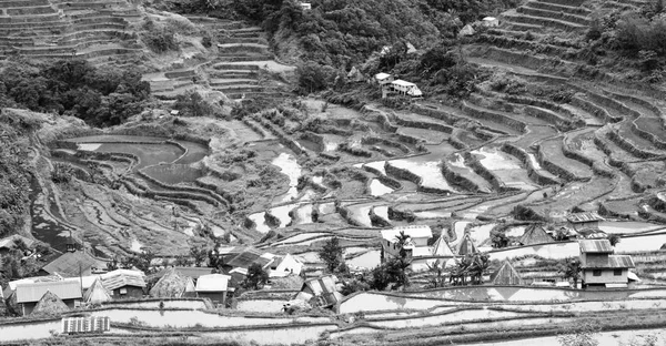 Campo de terraço para coultivação de arroz — Fotografia de Stock