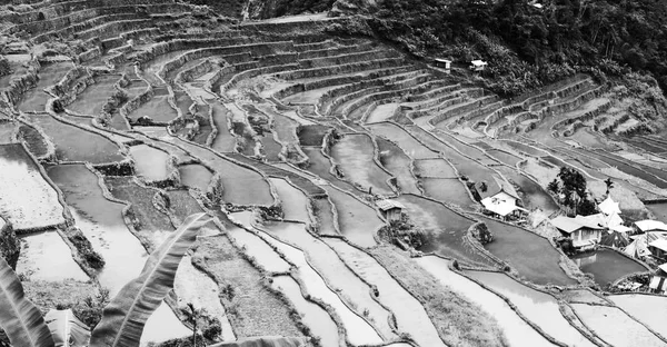 Campo de terraço para coultivação de arroz — Fotografia de Stock