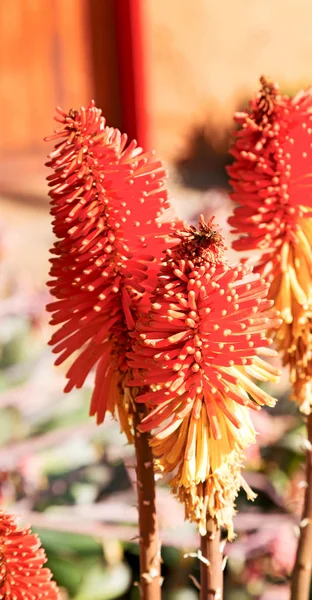 Sfocatura Sudafrica Primo Piano Del Fiore Cactus Arancione Rosso Del — Foto Stock