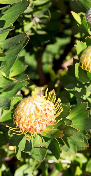 Sfocatura Sudafrica Primo Piano Del Fiore Cactus Arancione Rosso Del — Foto Stock