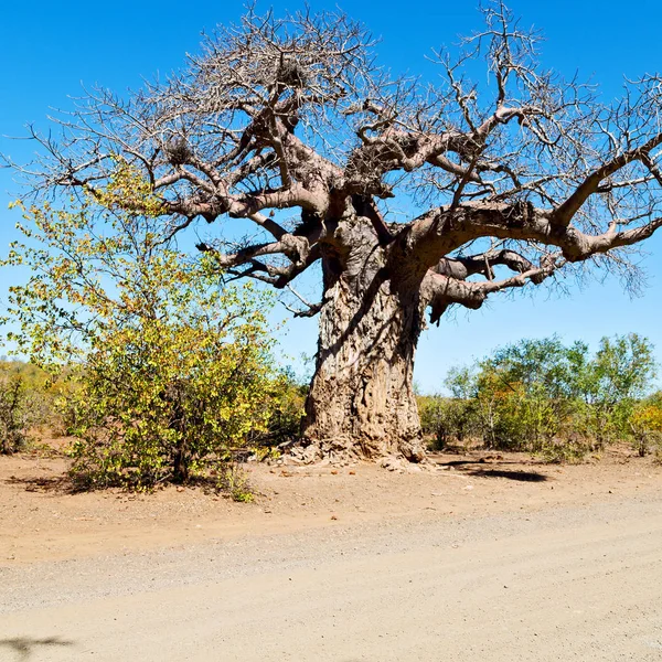 In der südafrikanischen Straße und Baobab — Stockfoto