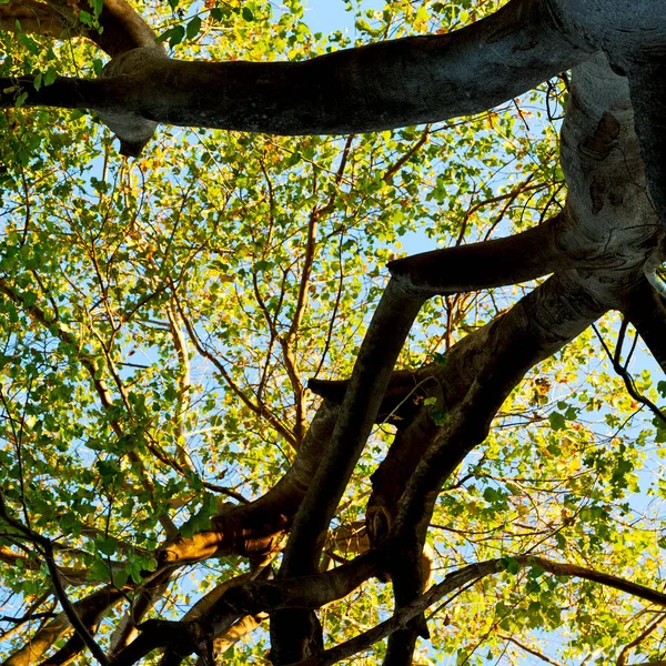 bitki ve ağaç Milli Parkı içinde 