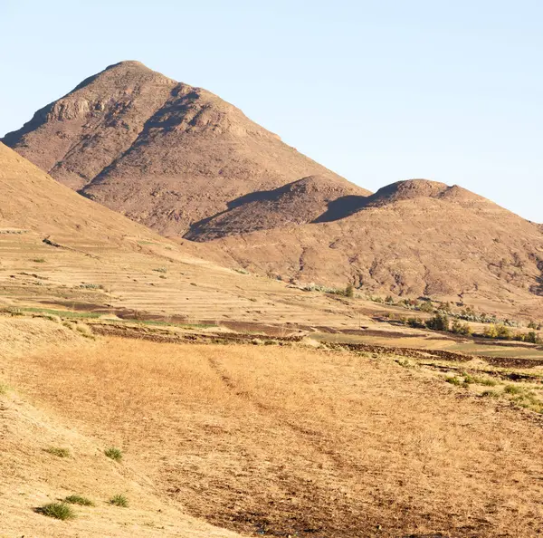   Güney Afrika'da kara çalı ve ağaç 