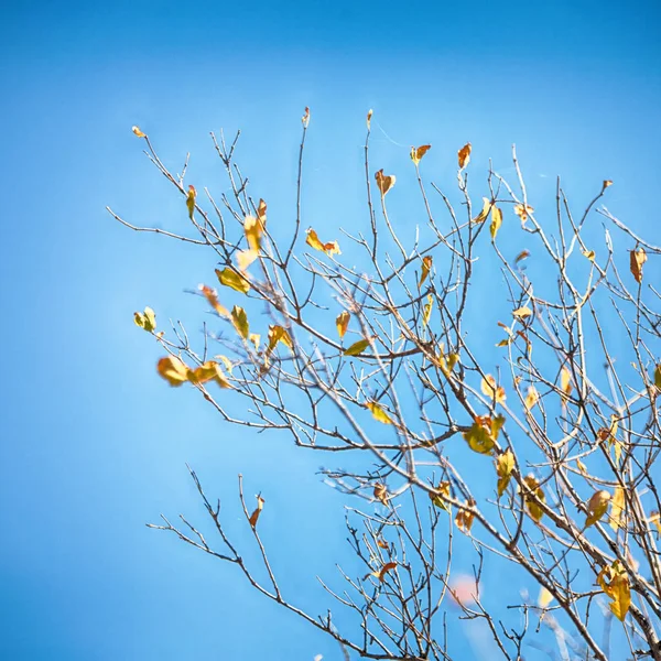 bitki ve ağaç Milli Parkı içinde 