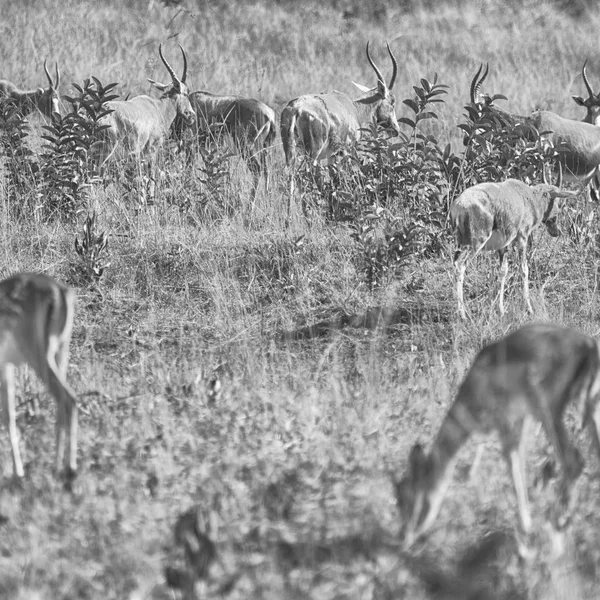 Na África do Sul vida selvagem impala — Fotografia de Stock