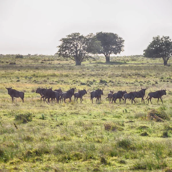 In south africa     wildlife   impala — Stock Photo, Image