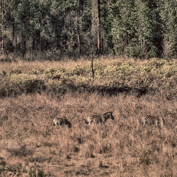 En Sudáfrica vida silvestre cebra — Foto de Stock