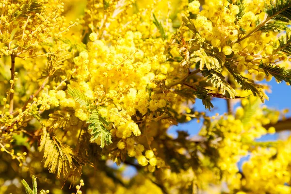 In  wildlife  mimosa  plant and tree — Stock Photo, Image