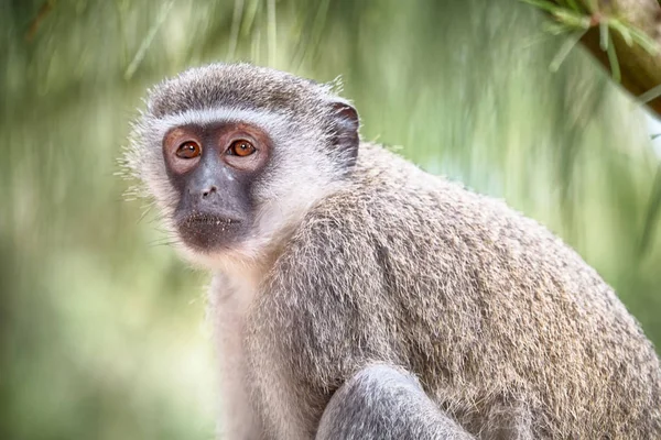 In south africa      wildlife  nature    and   monkey — Stock Photo, Image