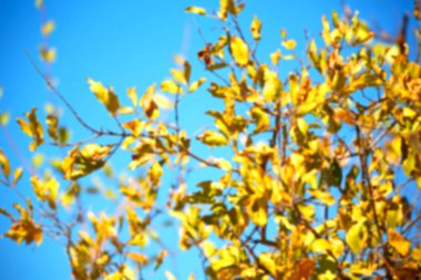 bitki ve ağaç Milli Parkı içinde 