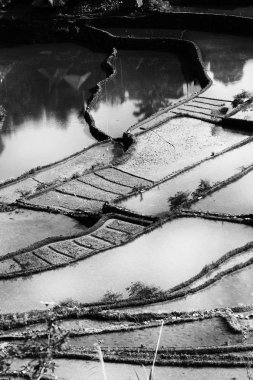   coultivation pirinç Teras alanı   