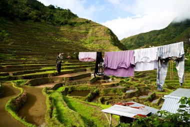   coultivation pirinç Teras alanı   