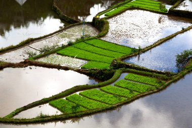   coultivation pirinç Teras alanı   