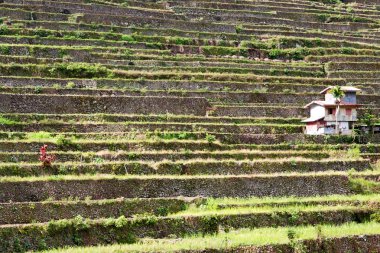   coultivation pirinç Teras alanı   